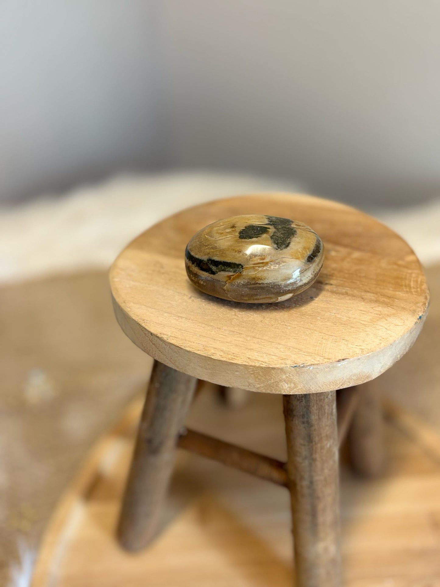 Versteend hout palmsteen