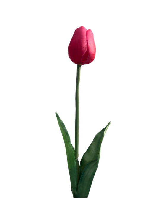 Tulp 'reel touch' fuchsia