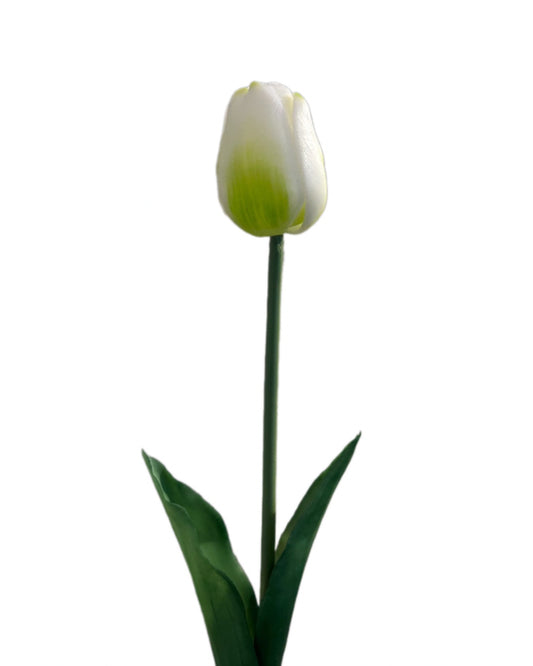 Tulp 'reel touch' wit